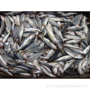 Harga kompetitif ikan mackerel mackerel beku